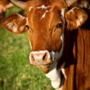 cow, animal, livestock, cattle, ruminant, brown cow, horns, beef, bull, nature, mammal, closeup, portrait
