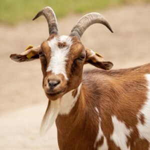 goat, animal, mammal, nature, domestic goat, domesticated animal, ruminant, livestock, animal world