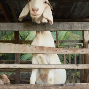 Cute goat peeking through a wooden fence on a tropical farm in Bến Tre, Vietnam.
