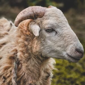 Detailed close-up portrait of a sheep in Ghatshila, Jharkhand showcasing its woolly texture and curved horns.